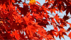 音乐短片 - 秋天的爱