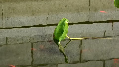 音乐短片 - 一声佛号一声心