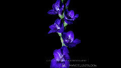 音乐短片 - Flower Timelapse