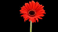 音乐短片 - The Beauty Of Flowers (Красота цветов)