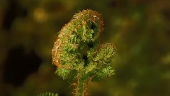 音乐短片 - Miraculous Forest - Just Outside The City Wundersamer Wald - Vor Den Toren der Stadt