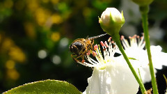 音乐短片 - 春风吻上我的脸