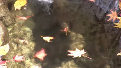 音乐短片 - 秋天枫叶