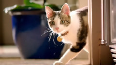 音乐短片 - Whole Body Health Starts With Purina ONE