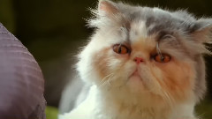 音乐短片 - How To Name Your Lazy Cat