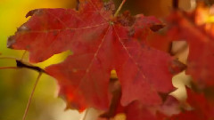 音乐短片 - 秋日无伤