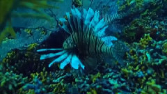 音乐短片 - 加勒比之旅