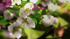 影视原声,汤唯 - <大自然在说话> 预告片 汤唯粤语配音版