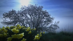 音乐短片,轻音乐,风景 - 神奇的大自然:花开的如此美丽