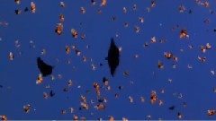 音乐短片 - 语花蝶