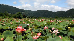音乐短片 - 荷塘月色
