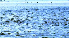 音乐短片 - 这就是美国