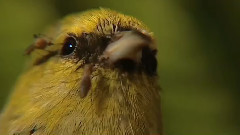 音乐短片 - Endangered Hawaii