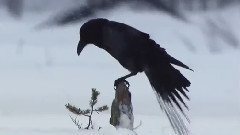 音乐短片 - Бяла красота !!