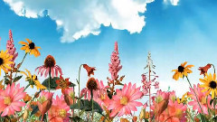 音乐短片 - FELIZ PRIMAVERA