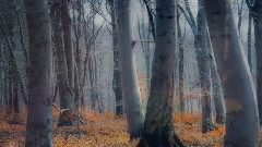 音乐短片 - Colorful Autumn