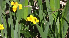 音乐短片 - Rose Pond Swans - 6th & 8th May