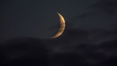 音乐短片 - Rose Pond Swans