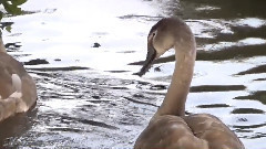 音乐短片 - Rose Pond Swans - Early Sept