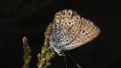 音乐短片 - Silver - Studded Blue Butterfly