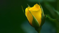 音乐短片 - Petite Fleur