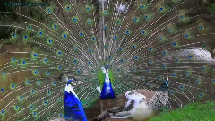 音乐短片 - Индийски Паун