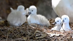 音乐短片 - Бял Лебед