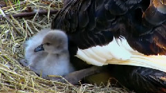 音乐短片 - Черен Лебед