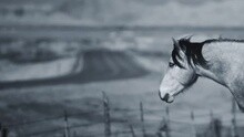 Lost Tribes