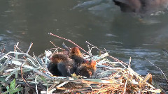 音乐短片 - Blässhuhnfamilie Mit Sechs Kuken