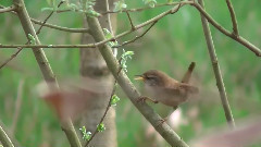 音乐短片 - Winterkoning (Eurasian Wren)