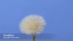 音乐短片 - 蒲公英