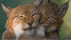 音乐短片 - Happy Valentine's Day