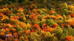 音乐短片 - One Sunday Morning