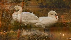 音乐短片 - Autumn