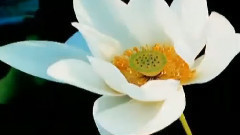 音乐短片 - 弹起我心爱的土琵琶