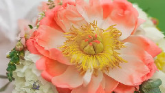 音乐短片 - Spring Wreath