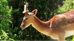 音乐短片 - Дивата природа и дивите животни в Баварската гора