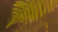 音乐短片 - In Solitude