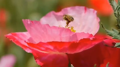 音乐短片 - 花海