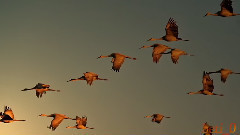 音乐短片 - Оранжаво небето