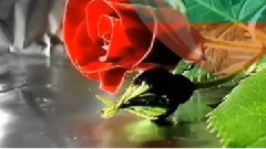 音乐短片 - Pozelela