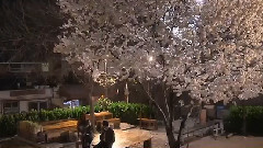 M.C The Max,朴有天 - Because of you