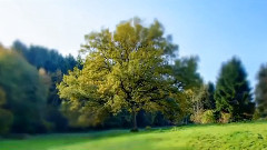 音乐短片 - Seasons