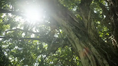 音乐短片 - DC SHOES ROBBIE MADDISON'S PIPE DREAM