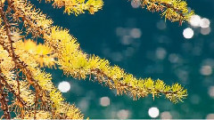 音乐短片 - Blue Lake