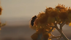 音乐短片 - 冰菊物语