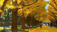 音乐短片 - 银杏知秋