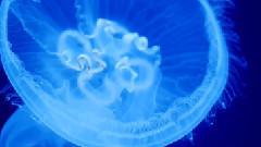 音乐短片 - RED EPIC Style