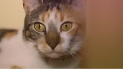 音乐短片 - Cat Life